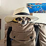 dog, hat, bag, indoor, painting, table, quilted, pet, small_dog, straw_hat, face, ears, brown, black, white, colorful_painting, travel, adorable, cute, portrait
