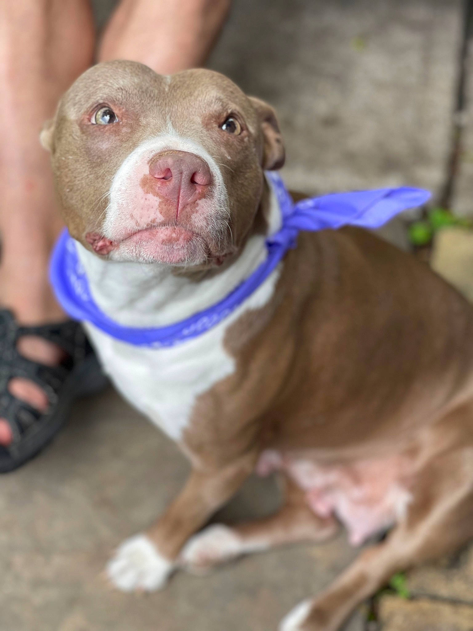 Isis is registered to the contest to win money with this photo: canidae, carnivore, collar, companion_dog, dog, dog_breed, dog_collar, electric_blue, liver, non_sporting_group, sporting_group, whiskers, working_animal, wrinkle