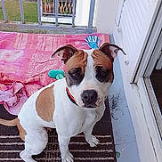 Vodka participe au concours pour gagner de l'argent avec cette photo : dog, brown_and_white, pet, sitting, balcony, rug, toy, blanket, door, car, outdoor, plant, fence, floor, collar, animal, window, house, curtain, home
