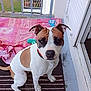 dog, brown_and_white, pet, sitting, balcony, rug, toy, blanket, door, car, outdoor, plant, fence, floor, collar, animal, window, house, curtain, home