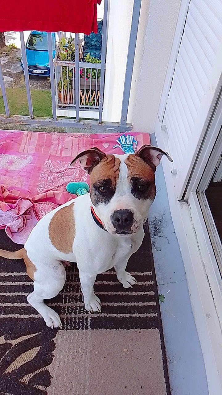 Vodka participe au concours pour gagner de l'argent avec cette photo : dog, brown_and_white, pet, sitting, balcony, rug, toy, blanket, door, car, outdoor, plant, fence, floor, collar, animal, window, house, curtain, home