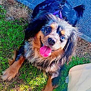 Pebbles is registered to the contest to win money with this photo: dog, happy, tongue_out, leash, harness, grass, pavement, outdoor, sunlight, black_and_brown, pet, canine, fur, playful, animal, nature, smiling, companion, walk, cute
