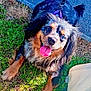 dog, happy, tongue_out, leash, harness, grass, pavement, outdoor, sunlight, black_and_brown, pet, canine, fur, playful, animal, nature, smiling, companion, walk, cute