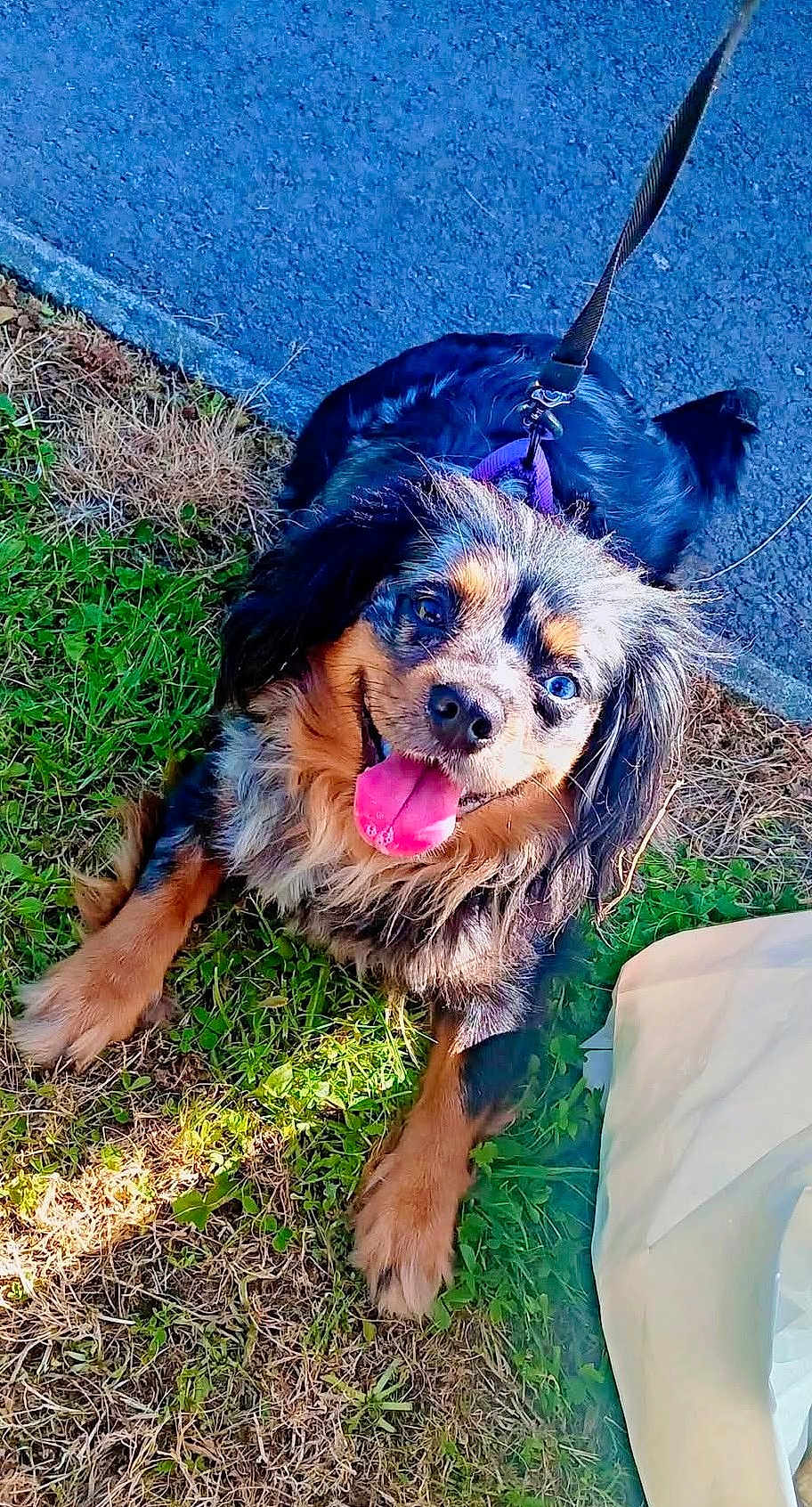Pebbles is registered to the contest to win money with this photo: dog, happy, tongue_out, leash, harness, grass, pavement, outdoor, sunlight, black_and_brown, pet, canine, fur, playful, animal, nature, smiling, companion, walk, cute