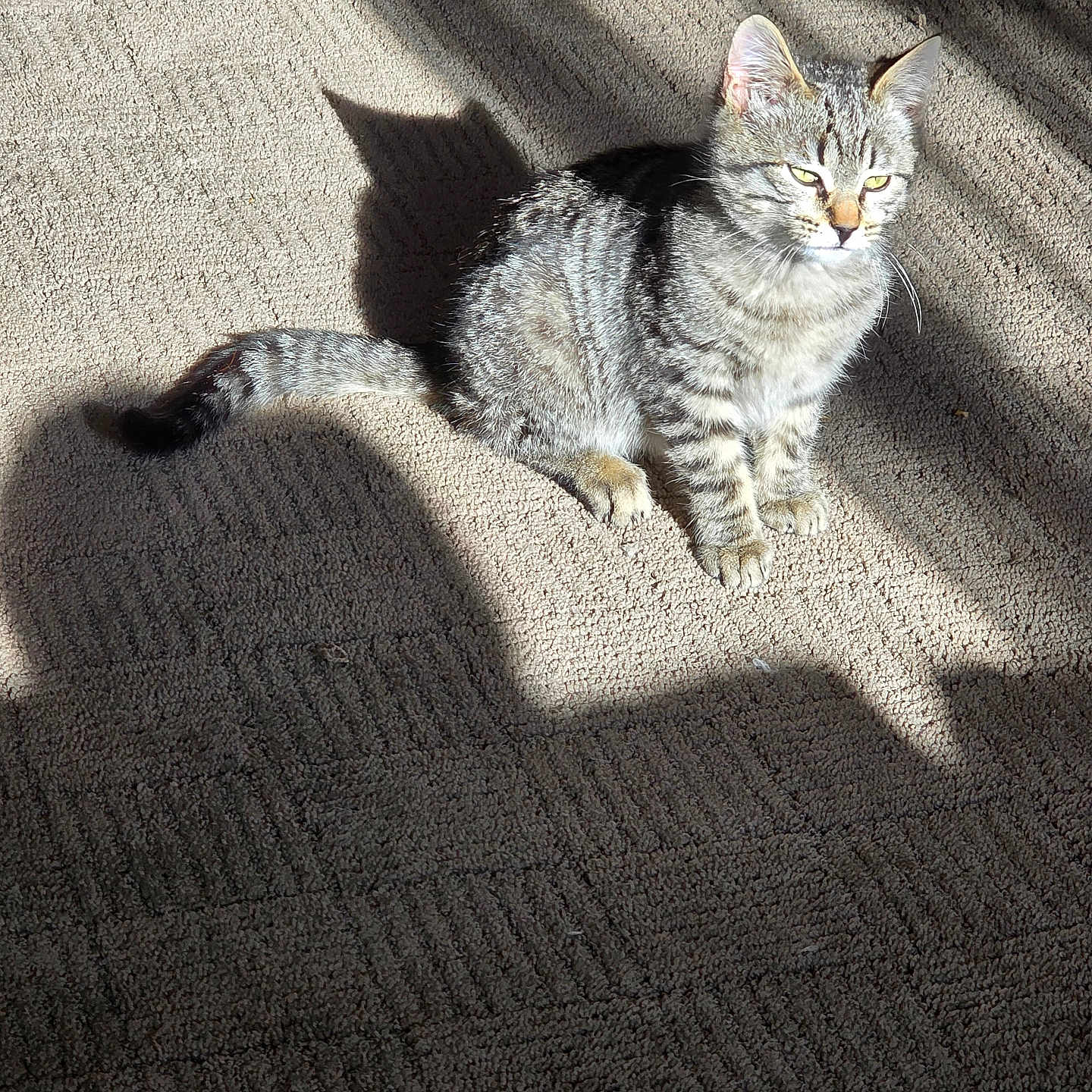 Casper