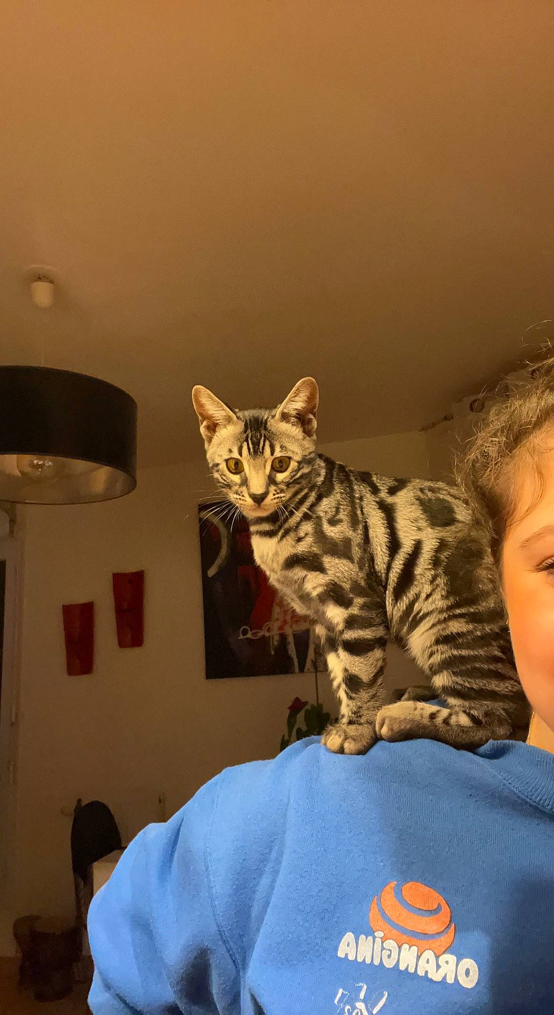 Thalie participe au concours pour gagner de l'argent avec cette photo : carnivore, cat, comfort, domestic_short_haired_cat, felidae, fur, head, lamp, light_fixture, paw, room, sitting, sleeve, small_to_medium_sized_cats, t_shirt, whiskers