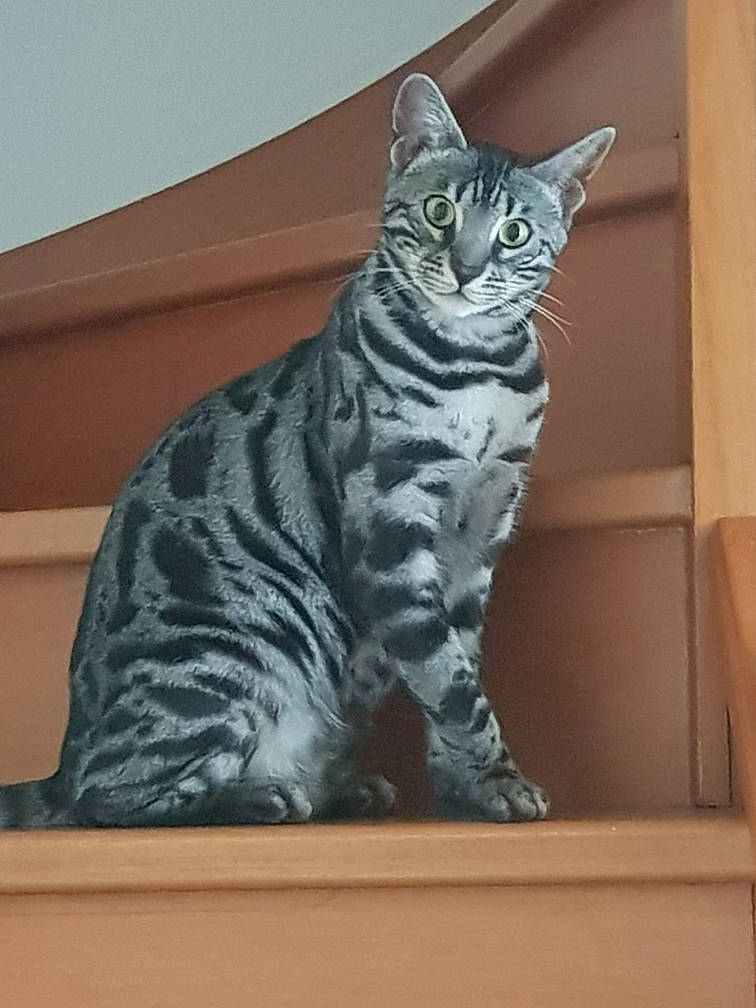 Thalie participe au concours pour gagner de l'argent avec cette photo : art, carnivore, cat, domestic_short_haired_cat, felidae, fur, grey, rectangle, sitting, small_to_medium_sized_cats, tail, terrestrial_animal, visual_arts, whiskers, window, wood