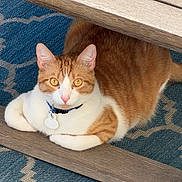 Sirus is registered to the contest to win money with this photo: animal, bench, blue_rug, cat, collar, curious, ears, feline, floor, ginger_cat, indoor, patterned_rug, paws, pet, relaxed, resting, tag, whiskers, white_cat, wooden_bench
