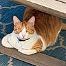 animal, bench, blue_rug, cat, collar, curious, ears, feline, floor, ginger_cat, indoor, patterned_rug, paws, pet, relaxed, resting, tag, whiskers, white_cat, wooden_bench