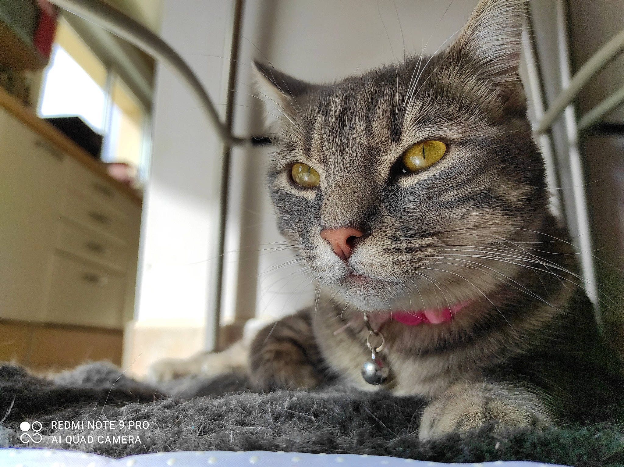 Kiara participe au concours pour gagner de l'argent avec cette photo : cabinetry, carnivore, cat, chest_of_drawers, claw, domestic_short_haired_cat, felidae, fur, paw, small_to_medium_sized_cats, snout, terrestrial_animal, tree, whiskers, window