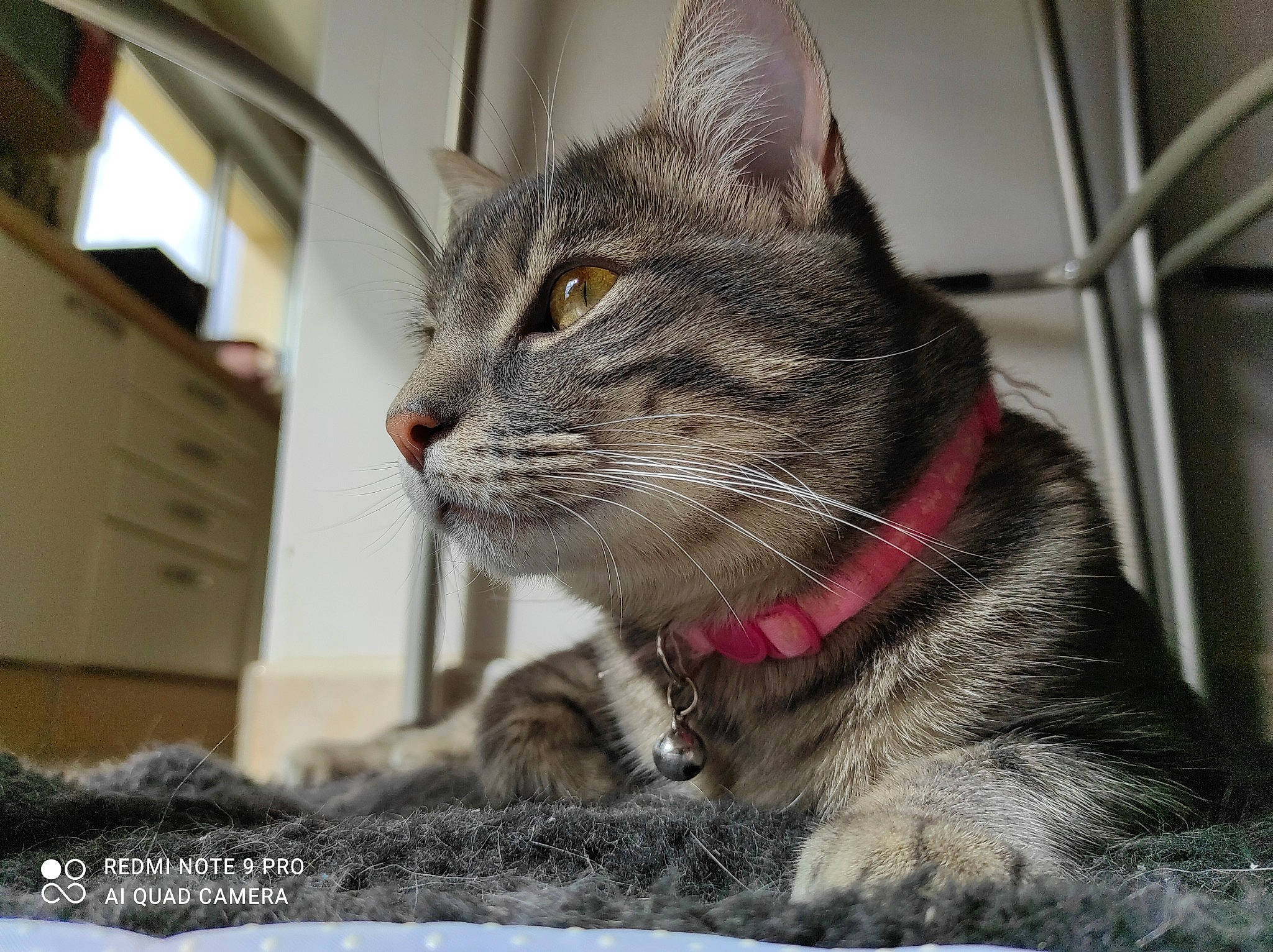 Kiara a rejoint le concours — aidez-le/la à gagner de superbes lots ! cabinetry, carnivore, cat, chest_of_drawers, claw, collar, domestic_short_haired_cat, drawer, felidae, fur, paw, small_to_medium_sized_cats, snout, tail, terrestrial_animal, whiskers, window