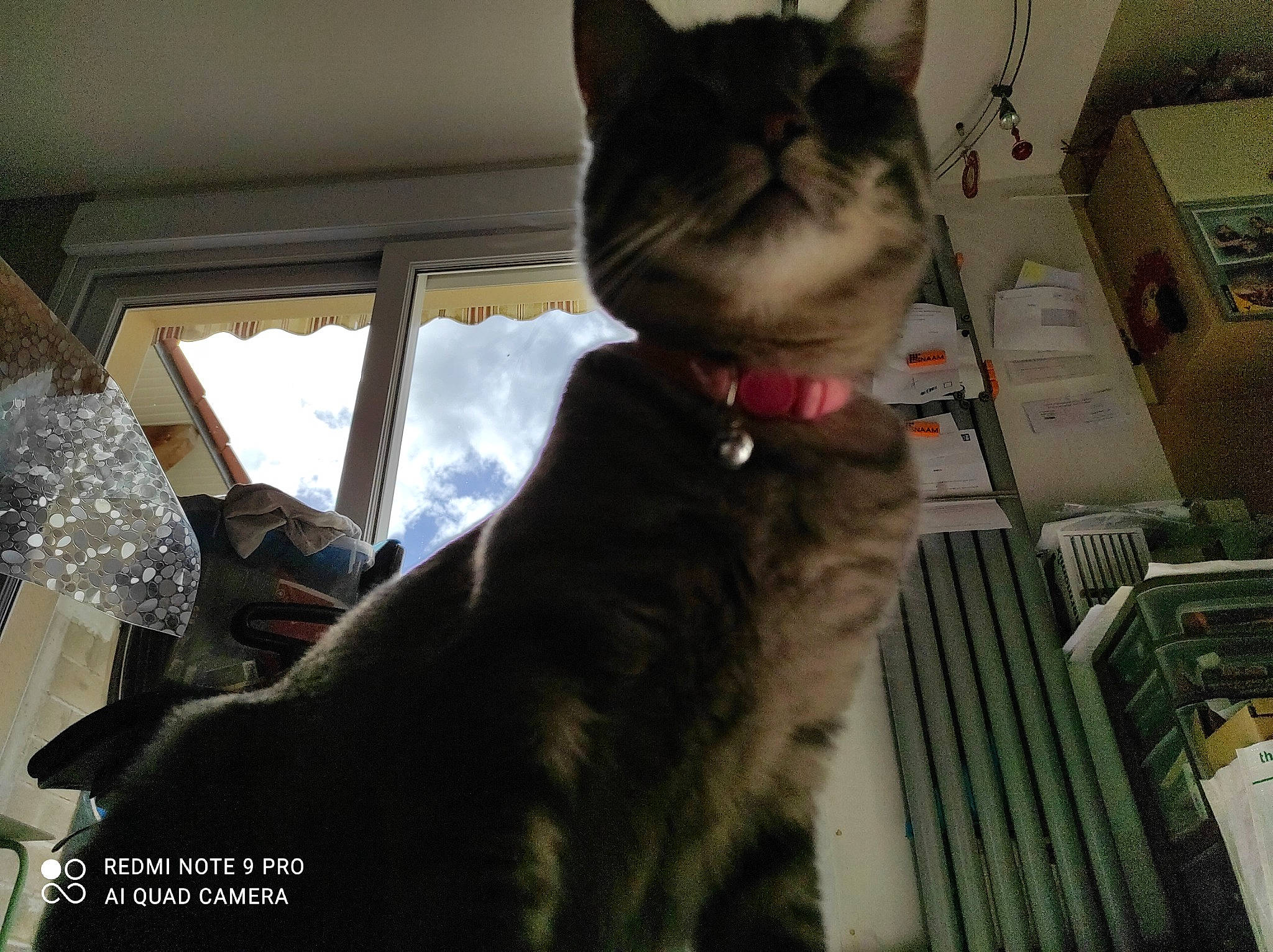 Kiara a rejoint le concours — aidez-le/la à gagner de superbes lots ! box, cardboard, carnivore, carton, cat, comfort, curtain, domestic_short_haired_cat, fawn, felidae, fur, gesture, packaging_and_labeling, paw, shipping_box, small_to_medium_sized_cats, snout, tail, whiskers, window