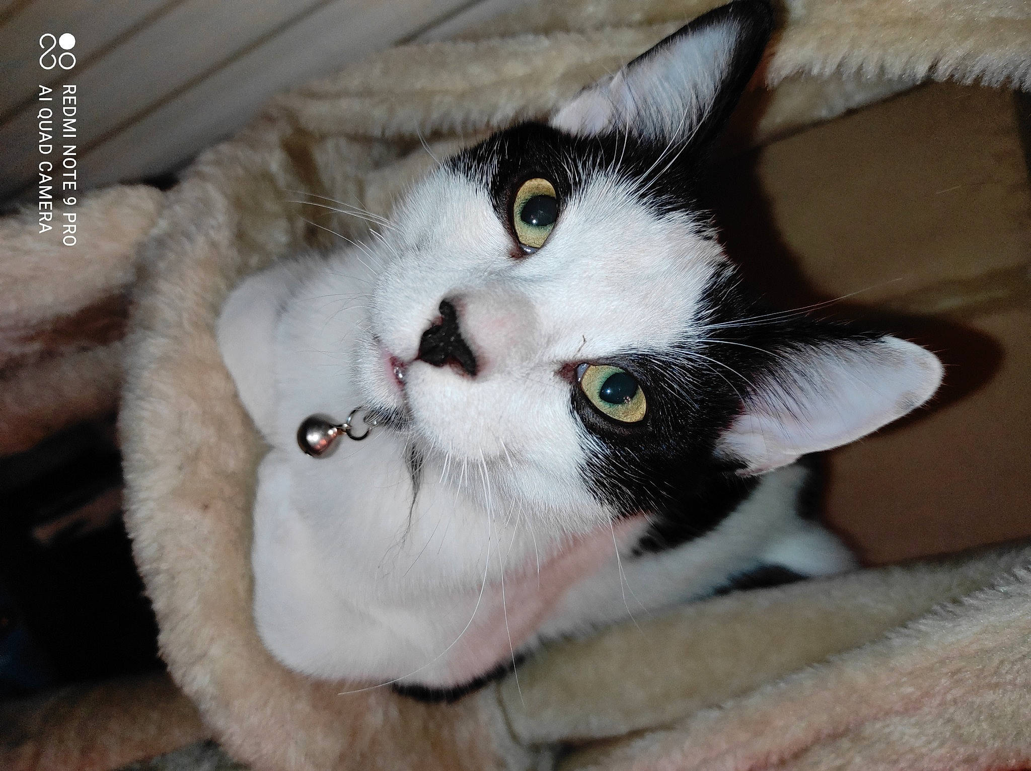 Pongo participe au concours pour gagner de l'argent avec cette photo : carnivore, cat, claw, comfort, domestic_short_haired_cat, door, ear, felidae, fur, paw, small_to_medium_sized_cats, snout, tail, tree, whiskers, window