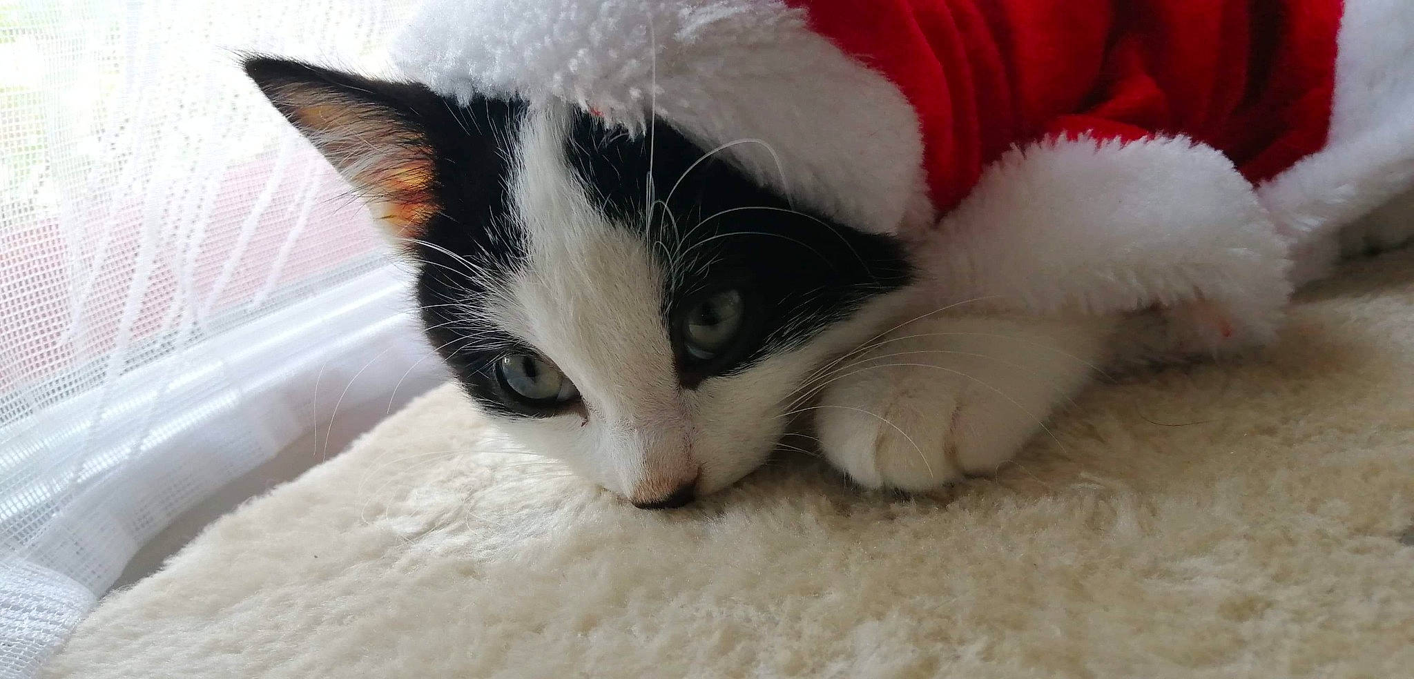 Pongo participe au concours pour gagner de l'argent avec cette photo : aegean_cat, carnivore, cat, claw, domestic_short_haired_cat, felidae, fur, japanese_bobtail, kitten, mammal, paw, polydactyl_cat, small_to_medium_sized_cats, snout, tail, whiskers