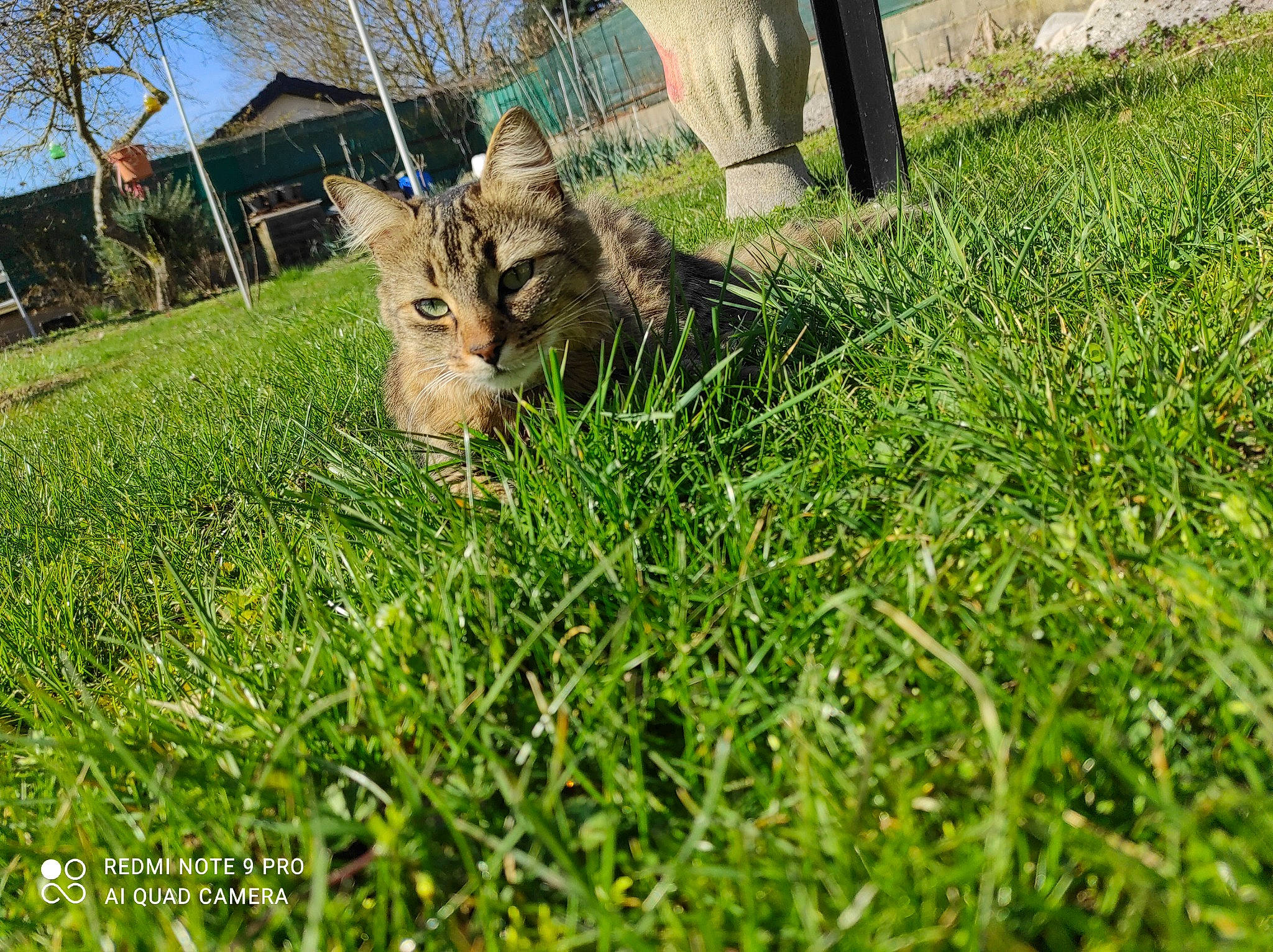 Simba a rejoint le concours — aidez-le/la à gagner de superbes lots ! building, carnivore, cat, chipmunk, fawn, felidae, grass, grassland, groundcover, hare, lawn, plant, rodent, sky, small_to_medium_sized_cats, squirrel, terrestrial_animal, tree, whiskers, window