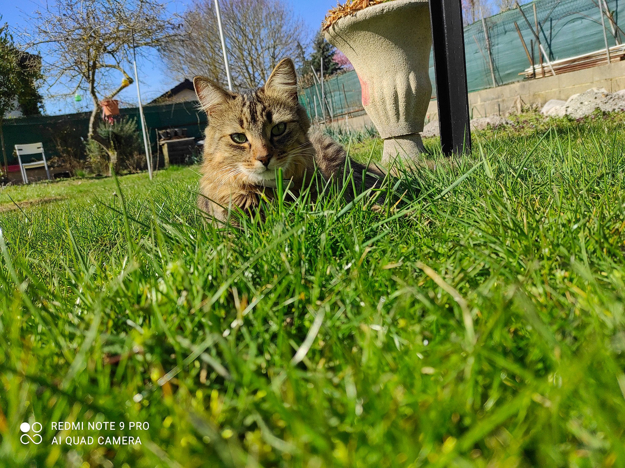 Simba participe au concours pour gagner de l'argent avec cette photo : cat, domestic_short_haired_cat, felidae, grass, grass_family, grassland, groundcover, hare, lawn, meadow, plant, rabbits_and_hares, shrub, sky, small_to_medium_sized_cats, snout, tail, terrestrial_animal, tree, whiskers