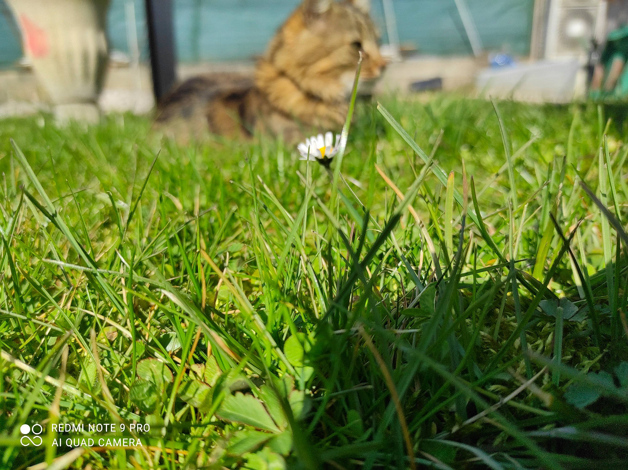 Simba a rejoint le concours — aidez-le/la à gagner de superbes lots ! big_cats, canidae, carnivore, companion_dog, dog, dog_breed, fawn, felidae, grass, grass_family, grassland, groundcover, lawn, plant, sporting_group, tail, terrestrial_animal, terrestrial_plant, wildlife, wood