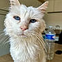 cat, white_cat, blue_eyes, whiskers, close_up, portrait, pet, indoor, fur, ears, nose, table, water_bottle, kitchen, domestic_animal, looking_at_camera, senior_cat, fluffy, face, curious