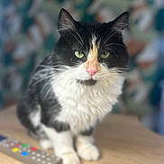 Willow a rejoint le concours — aidez-le/la à gagner de superbes lots ! blurred_background, bokeh, cat, close_up, cords, curtain_pattern, domestic, feline, fluffy_fur, green_eyes, indoor, paws, pet, pink_nose, portrait, remote_control, sitting, tuxedo_cat, whiskers, wood_table