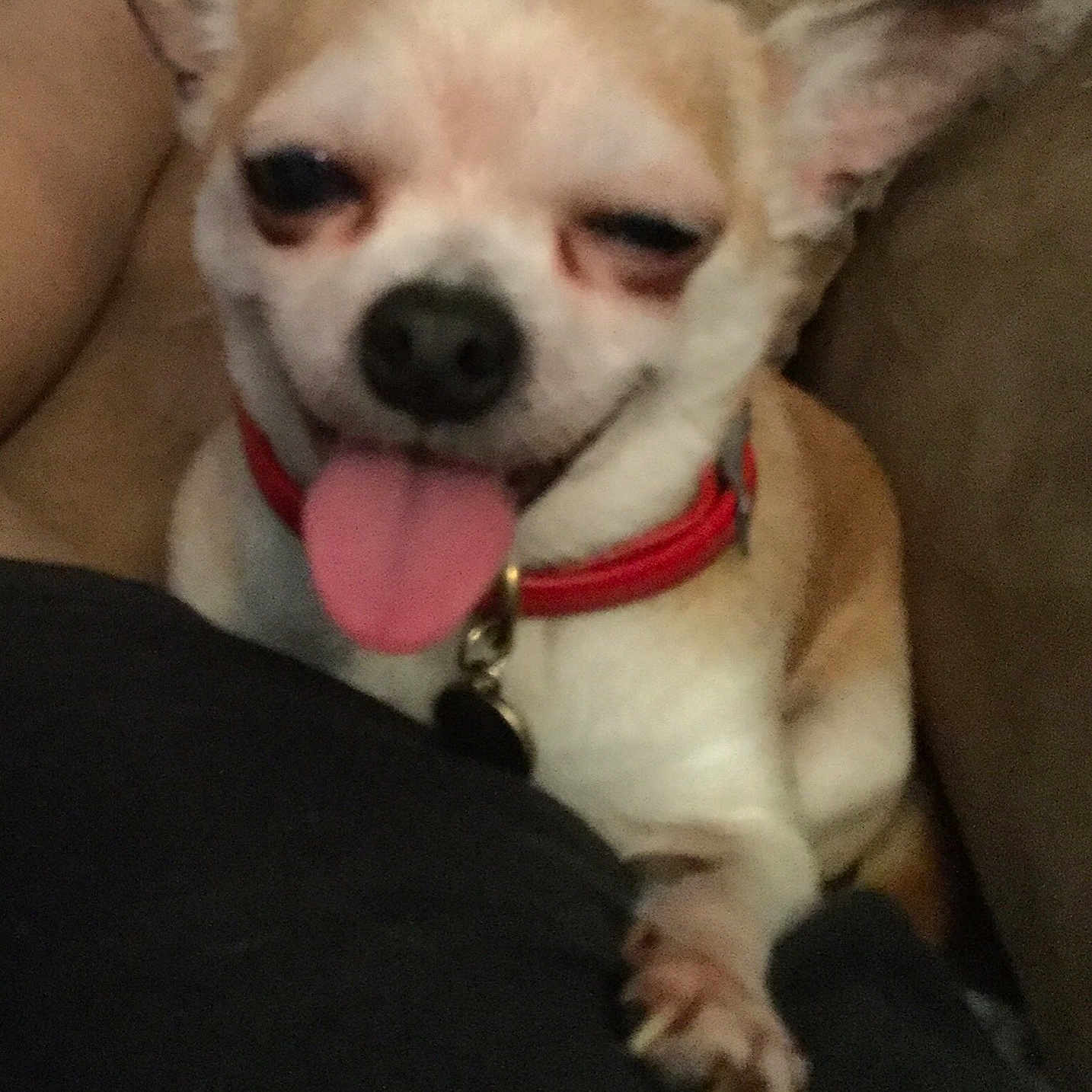 Fifty Cent is registered to the contest to win money with this photo: carnivoran, chihuahua, companion_dog, corgi_chihuahua, dog, dog_breed, dog_breed_group, dog_like_mammal, fawn, puppy, snout, toy_dog