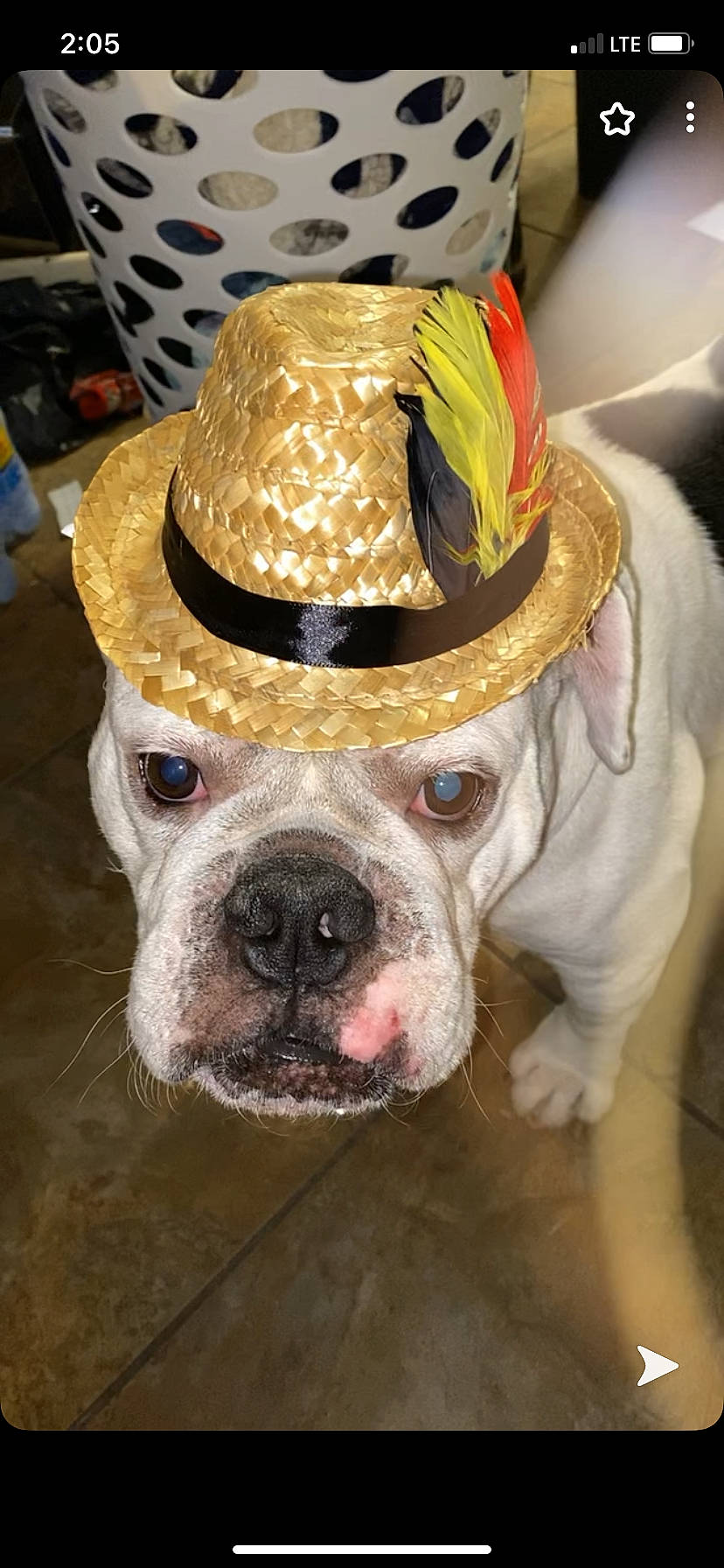 Smalls is registered to the contest to win money with this photo: canidae, carnivore, collar, companion_dog, costume_accessory, costume_hat, dog, dog_breed, dog_clothes, fawn, non_sporting_group, party_hat, pet_supply, snout, sporting_group, tongue, toy_dog, whiskers, working_animal, working_dog