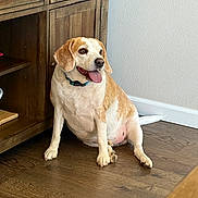 Reggie is registered to the contest to win money with this photo: dog, indoor, wooden_floor, wooden_cabinet, pet, canine, happy, tongue_out, sitting, brown_and_white, collar, flooring, domestic_animal, resting, looking_away, cute, animal, fur, home, relaxed