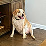 dog, indoor, wooden_floor, wooden_cabinet, pet, canine, happy, tongue_out, sitting, brown_and_white, collar, flooring, domestic_animal, resting, looking_away, cute, animal, fur, home, relaxed
