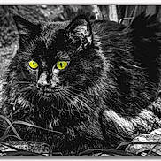 Bobi participe au concours pour gagner de l'argent avec cette photo : black_cat, cat, animal, pet, outdoor, grass, rocks, fur, yellow_eyes, wildlife, nature, closeup, portrait, mammal, whiskers, alert, resting, eyes, black_and_white, contrast