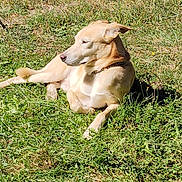 Zeus a rejoint le concours — aidez-le/la à gagner de superbes lots ! animal, canine, collar, daylight, dog, floppy_ear, grass, greenery, ground, lawn, lying_down, nature, outdoor, pet, relaxed, resting, short_hair, side_profile, sunlight, tan_dog