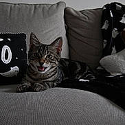 Kovu a rejoint le concours — aidez-le/la à gagner de superbes lots ! cat, kitten, tabby, couch, pillow, blanket, ghost_pattern, plush_mushroom, indoor, pet, cute, smiling, cozy, home, fabric, animal, relaxed, spooky, decor, halloween