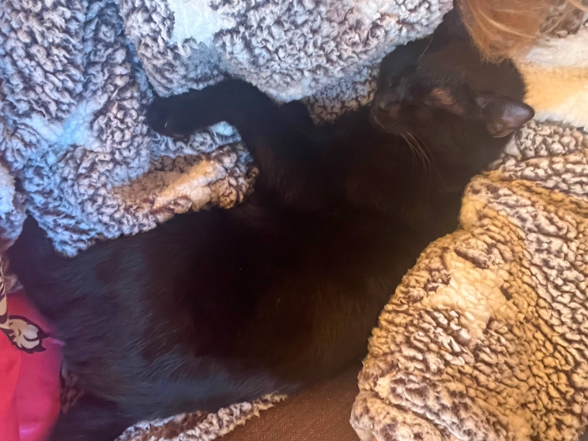 Jer is registered to the contest to win money with this photo: black_cat, bombay, brown, carnivore, cat, comfort, dog_breed, fawn, felidae, flooring, fur, paw, small_to_medium_sized_cats, snout, tail, terrestrial_animal, tints_and_shades, whiskers, wood, working_animal