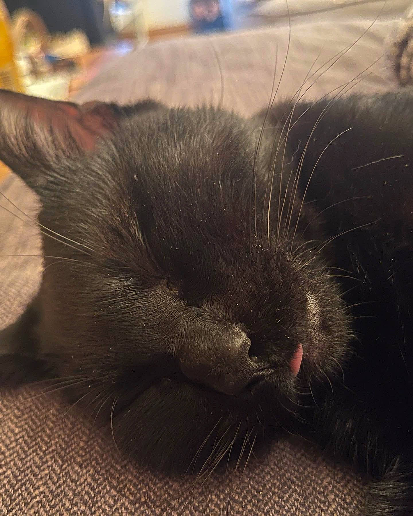 Jer joined the competition — help win amazing prizes! carnivore, cat, claw, comfort, domestic_short_haired_cat, felidae, flooring, foot, fur, nap, paw, small_to_medium_sized_cats, snout, tail, terrestrial_animal, whiskers