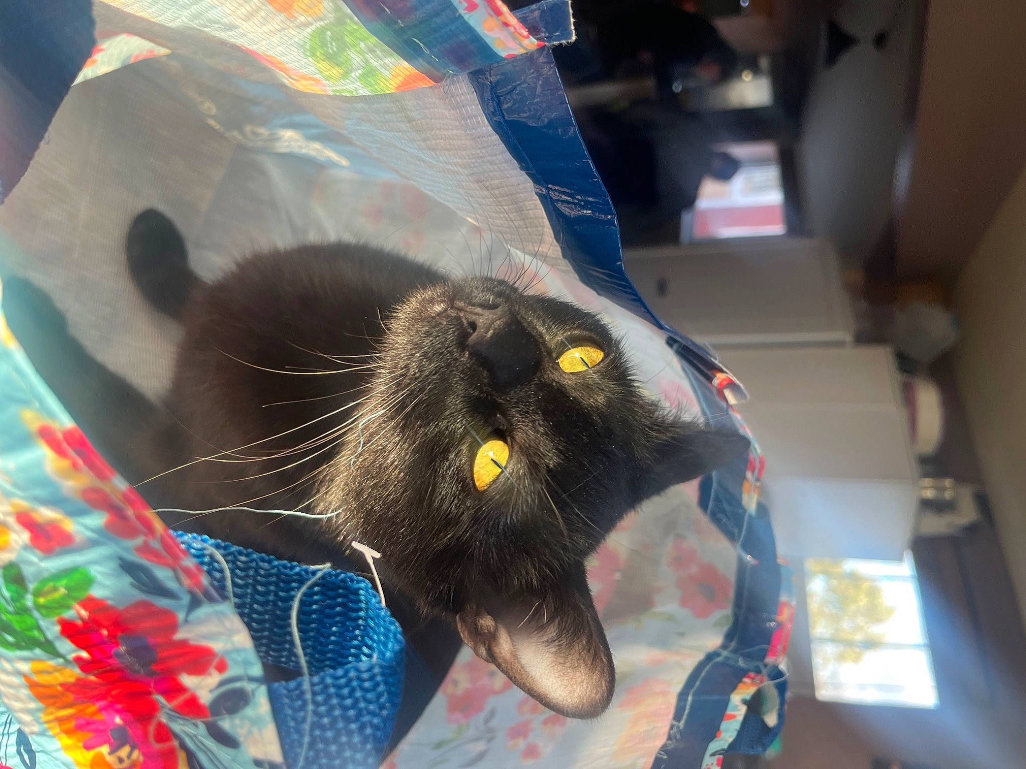 Jer is registered to the contest to win money with this photo: black_cat, canidae, carnivore, cat, claw, comfort, dog_breed, domestic_short_haired_cat, electric_blue, felidae, foot, fur, nap, paw, small_to_medium_sized_cats, snout, sporting_group, tail, whiskers