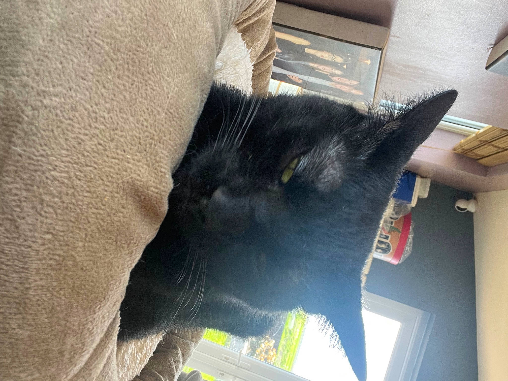 Jer is registered to the contest to win money with this photo: black_cat, bombay, canidae, carnivore, cat, cat_supply, chartreux, claw, comfort, dog_breed, domestic_short_haired_cat, felidae, fur, paw, small_to_medium_sized_cats, snout, sporting_group, tail, whiskers, working_animal