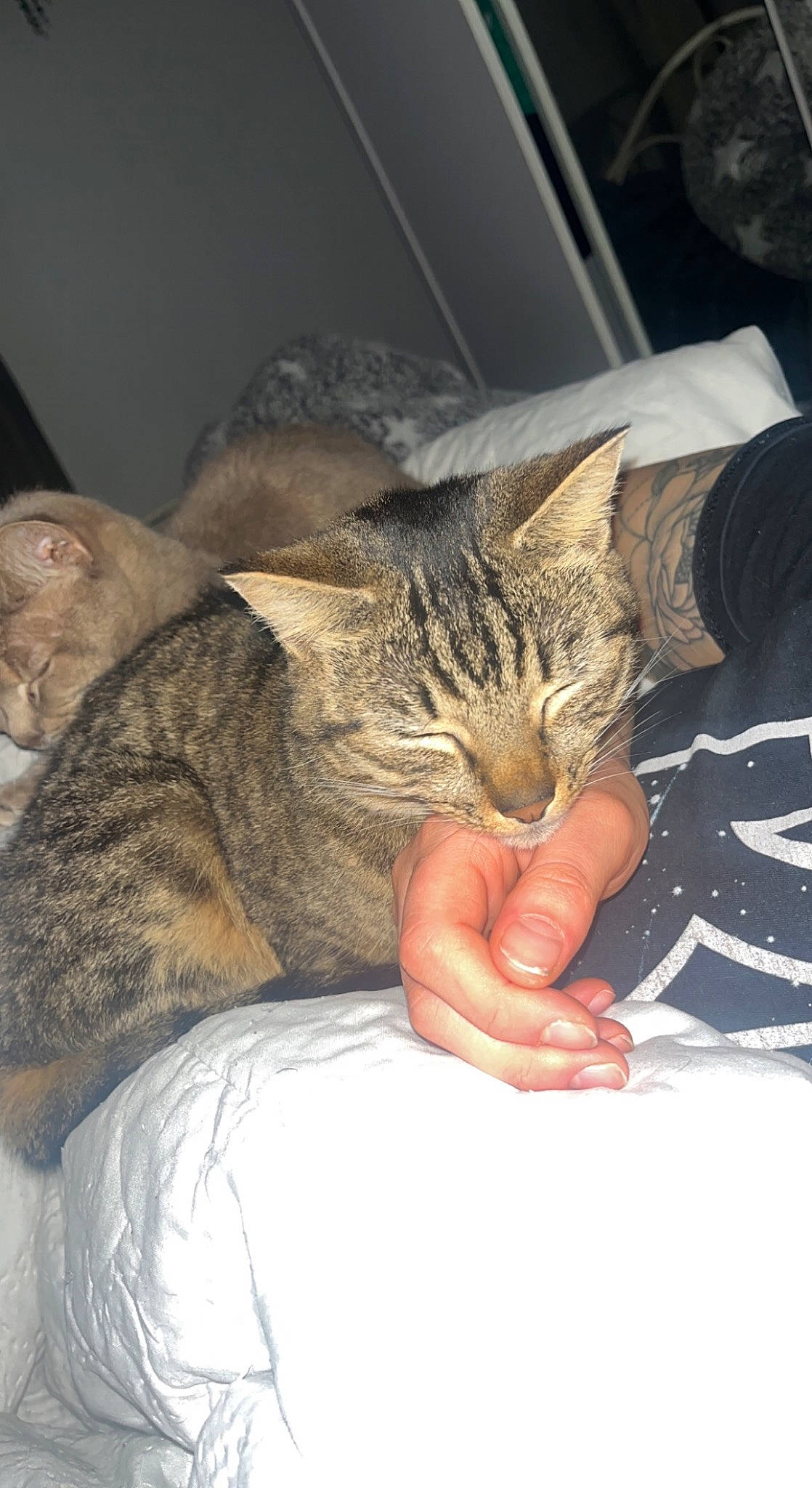 Billy is registered to the contest to win money with this photo: carnivore, cat, claw, comfort, domestic_short_haired_cat, ear, fawn, felidae, fur, gesture, nail, nap, paw, small_to_medium_sized_cats, whiskers, wrist