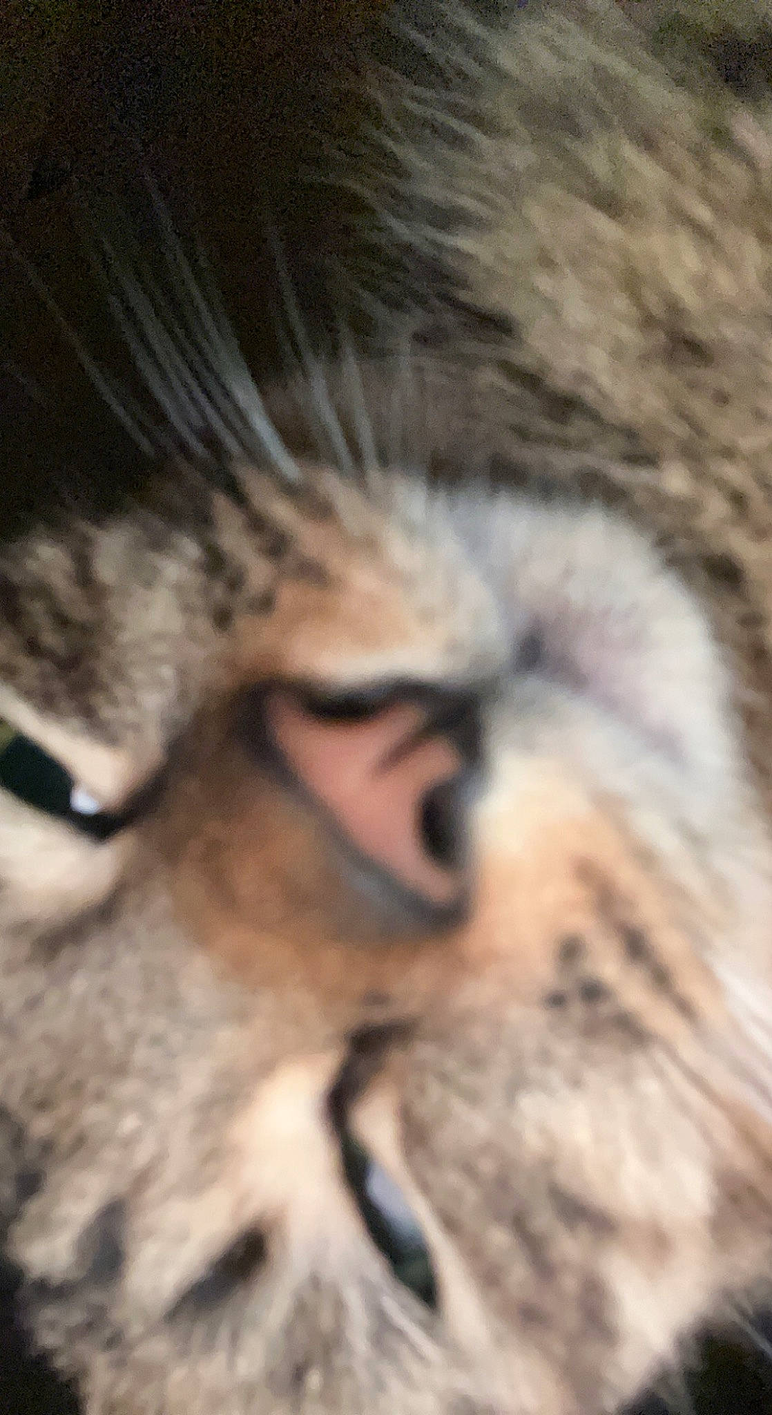 Billy joined the competition — help win amazing prizes! bengal_tiger, big_cats, carnivore, cat, claw, domestic_short_haired_cat, eye, fawn, felidae, fur, hair, human_body, paw, siberian_tiger, small_to_medium_sized_cats, snout, tail, terrestrial_animal, whiskers, wildlife