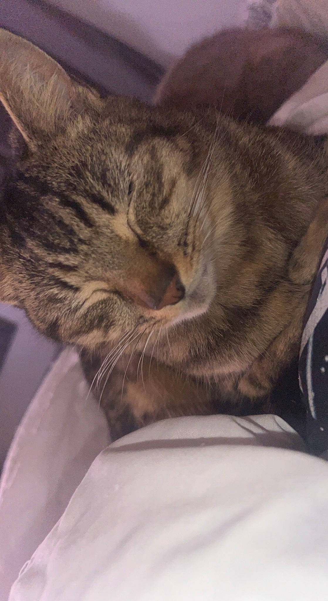 Billy joined the competition — help win amazing prizes! carnivore, cat, cloud, comfort, domestic_short_haired_cat, fawn, felidae, fur, grey, human_leg, linens, mountain, nap, paw, sky, small_to_medium_sized_cats, snout, tail, whiskers, wrinkle