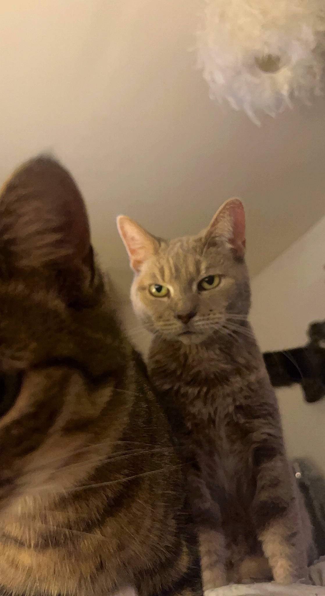 Bonnie is registered to the contest to win money with this photo: carnivore, cat, comfort, domestic_short_haired_cat, ear, eye, felidae, fur, gesture, iris, paw, sitting, small_to_medium_sized_cats, snout, terrestrial_animal, whiskers, wildlife