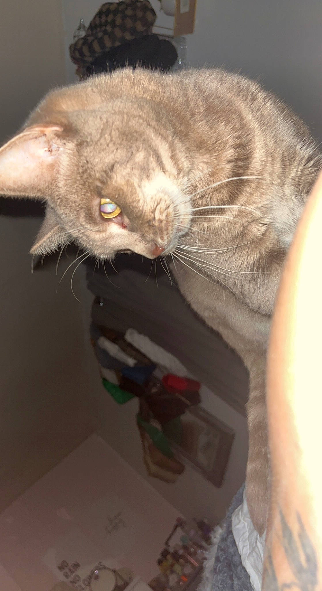 Bonnie is registered to the contest to win money with this photo: black_cat, carnivore, cat, claw, comfort, domestic_short_haired_cat, ear, felidae, fur, grey, paw, small_to_medium_sized_cats, tail, whiskers