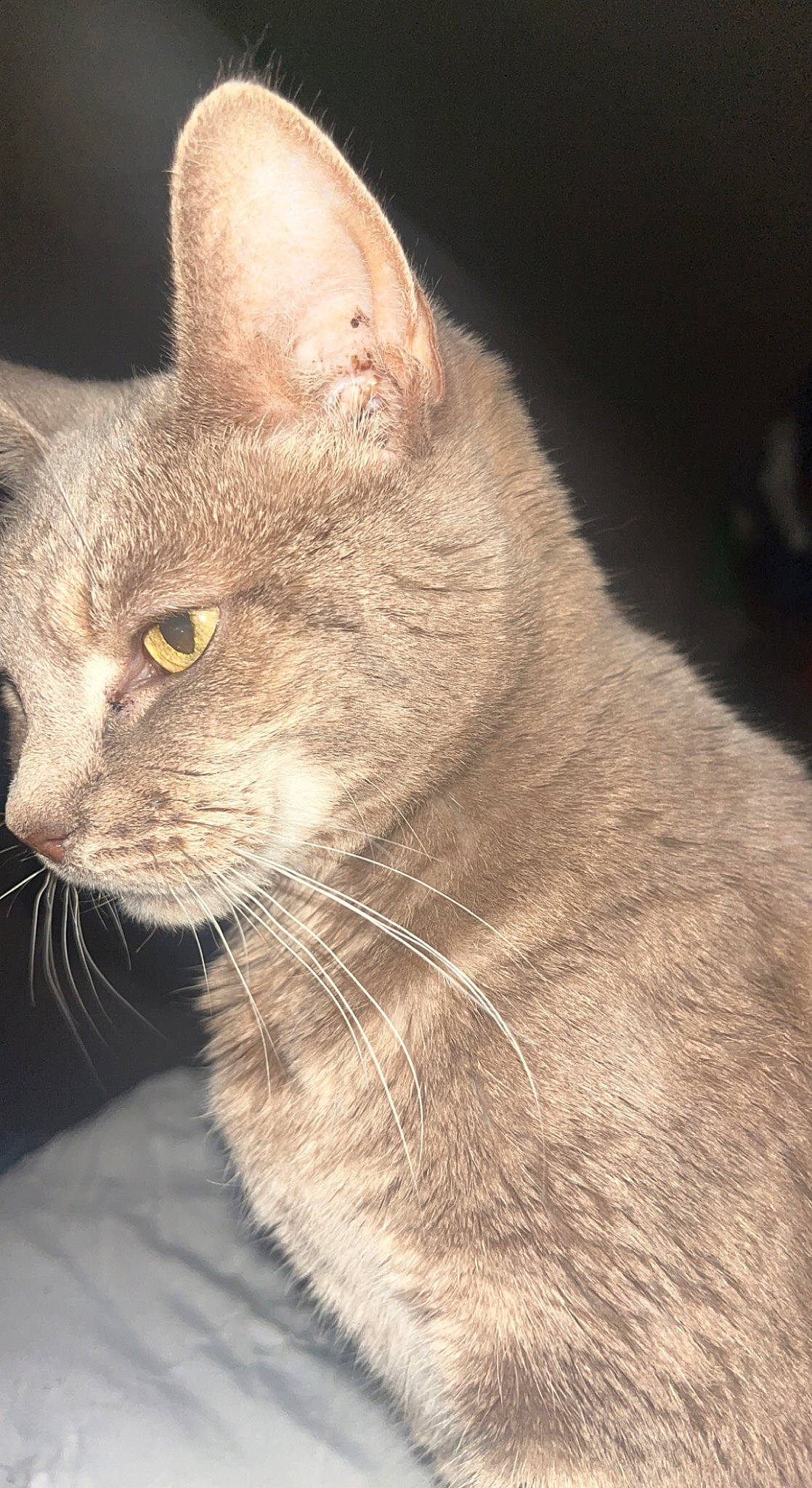 Bonnie is registered to the contest to win money with this photo: carnivore, cat, domestic_short_haired_cat, felidae, fur, small_to_medium_sized_cats, snout, terrestrial_animal, whiskers, window