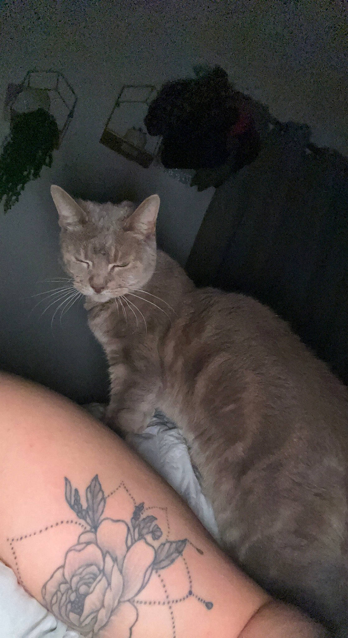Bonnie joined the competition — help win amazing prizes! art, carnivore, cat, comfort, domestic_short_haired_cat, elbow, felidae, flower, flowering_plant, fur, grey, human_leg, plant, pollinator, small_to_medium_sized_cats, tail, tattoo, temporary_tattoo, whiskers, wrist