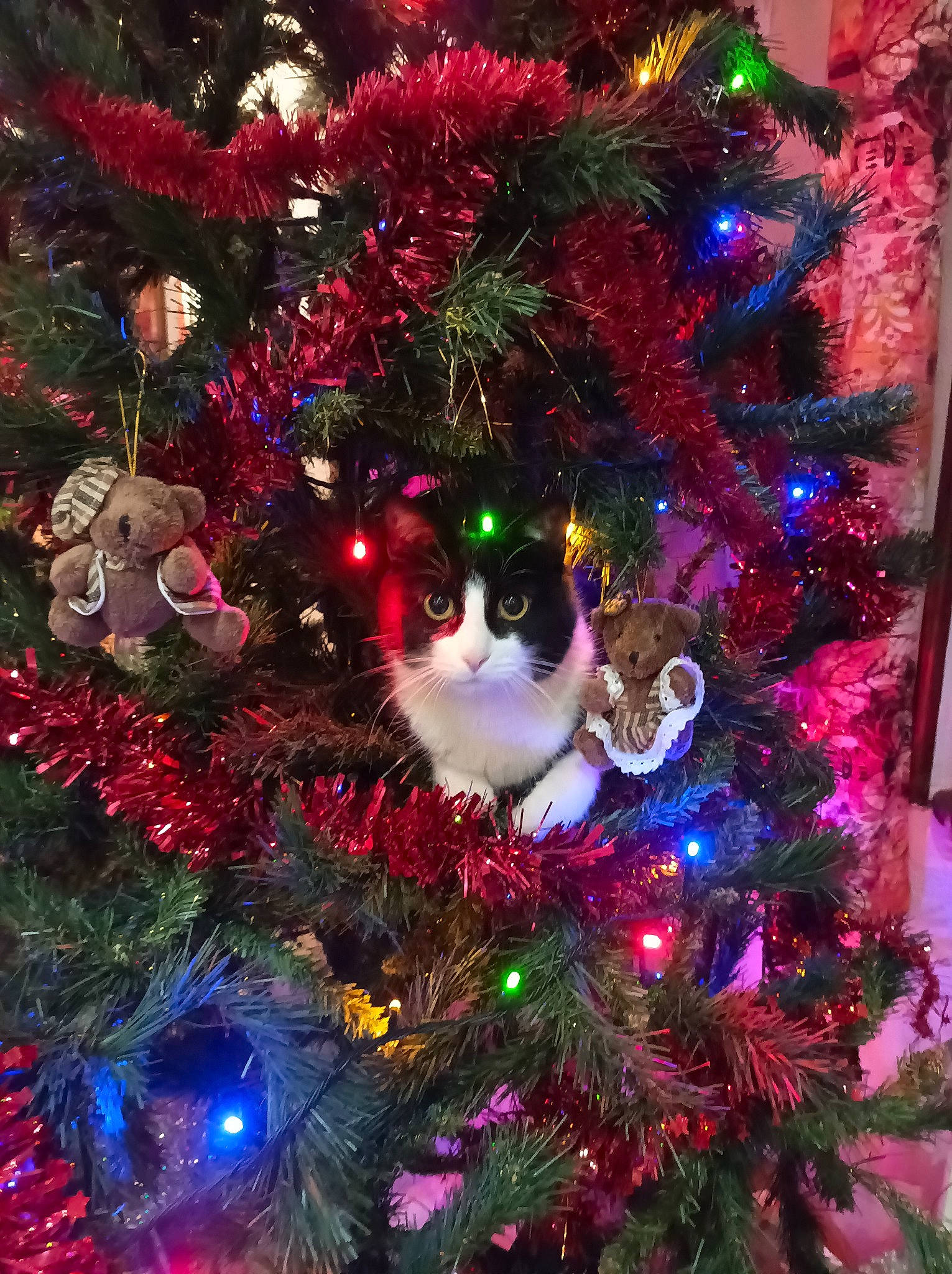 Pipa a rejoint le concours — aidez-le/la à gagner de superbes lots ! branch, carnivore, cat, christmas, christmas_decoration, christmas_eve, christmas_ornament, christmas_tree, conifer, event, evergreen, felidae, holiday, holiday_ornament, larch, light, ornament, plant, tradition, whiskers