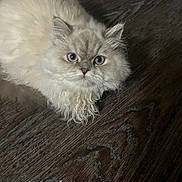 Suki is registered to the contest to win money with this photo: cat, fluffy, cream_color, blue_eyes, curly_fur, pet, animal, indoor, wooden_floor, closeup, feline, cute, laying_down, fur, whiskers, domestic_cat, mammal, alert, portrait, soft_lighting