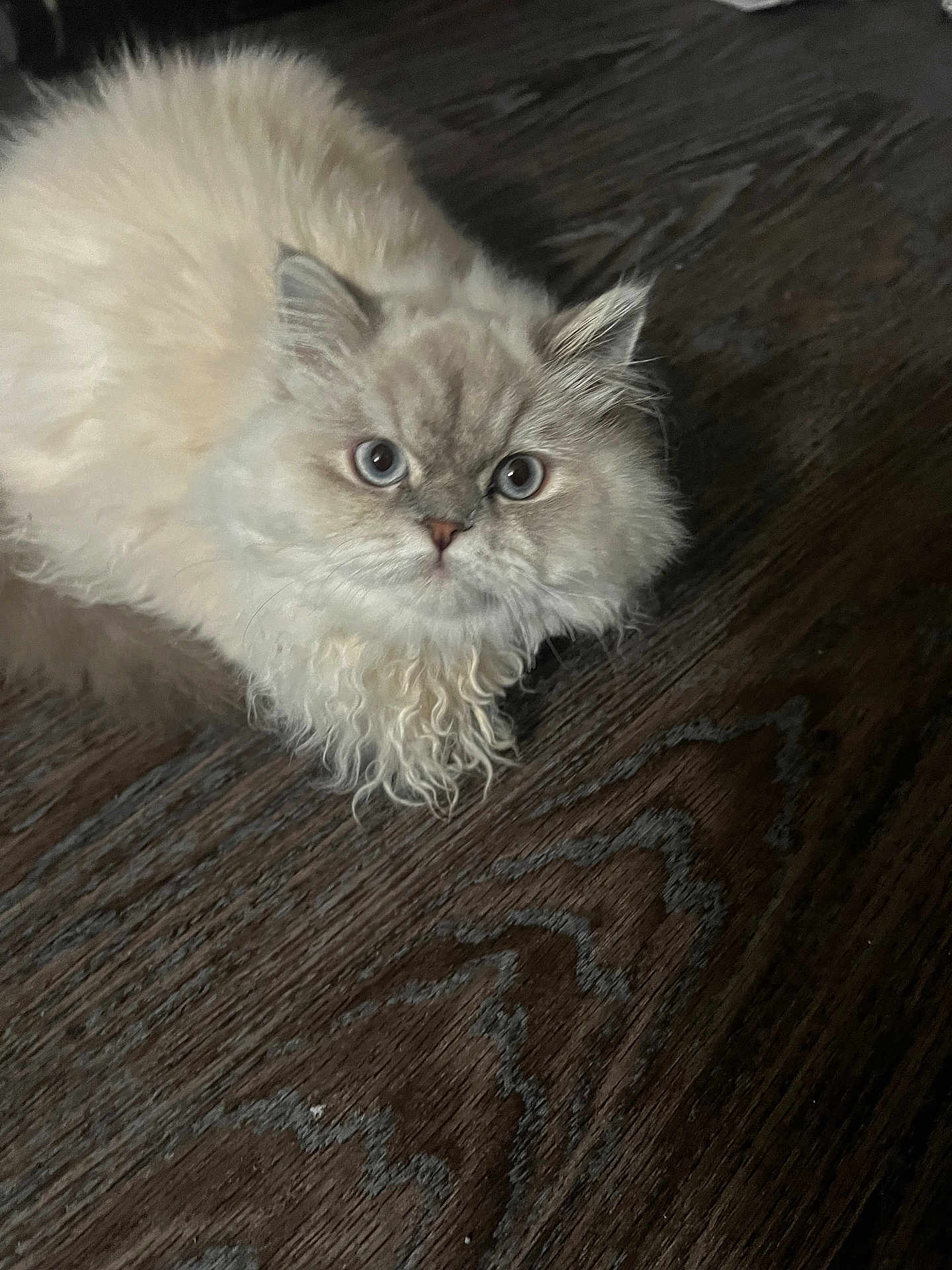 Suki is registered to the contest to win money with this photo: cat, fluffy, cream_color, blue_eyes, curly_fur, pet, animal, indoor, wooden_floor, closeup, feline, cute, laying_down, fur, whiskers, domestic_cat, mammal, alert, portrait, soft_lighting