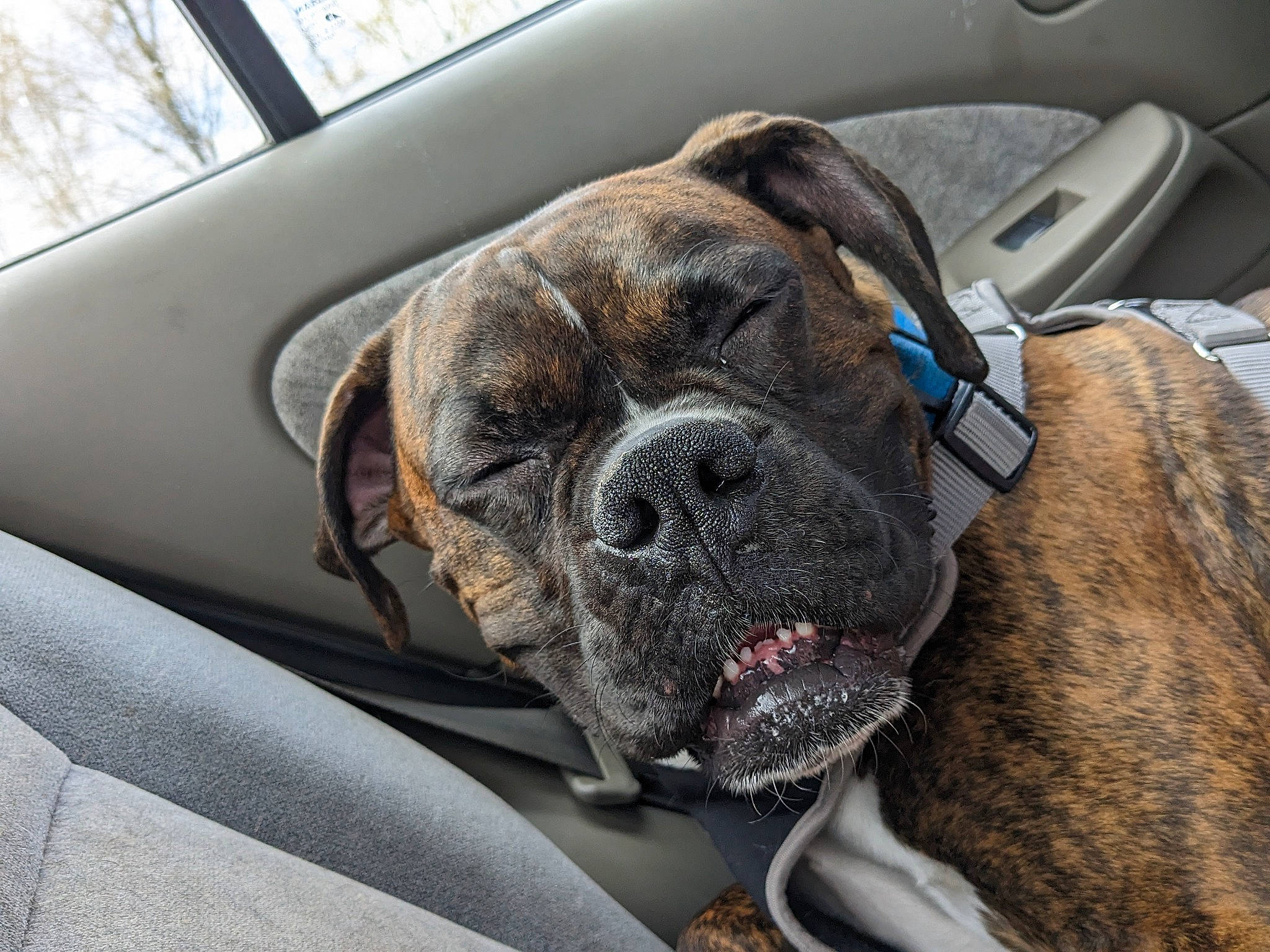 Odie is registered to the contest to win money with this photo: auto_part, automotive_mirror, boxer, car, carnivore, collar, comfort, companion_dog, dog, dog_breed, dog_collar, fawn, motor_vehicle, snout, vehicle, vehicle_door, whiskers, windshield, working_animal, wrinkle