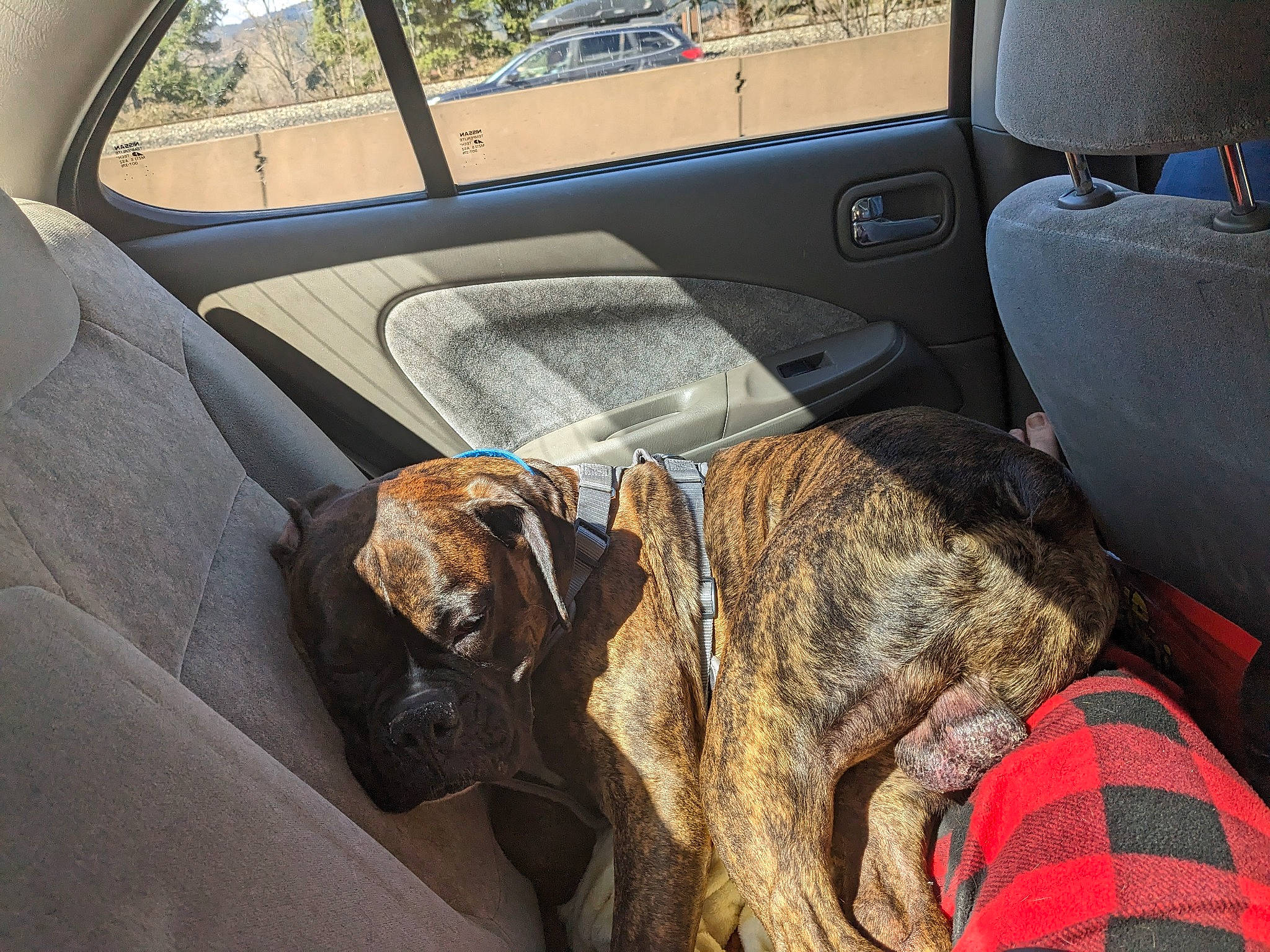 Odie joined the competition — help win amazing prizes! auto_part, automotive_exterior, car, car_seat, car_seat_cover, carnivore, collar, comfort, companion_dog, dog, dog_breed, family_car, fawn, liver, motor_vehicle, snout, vehicle, vehicle_door, window, working_animal