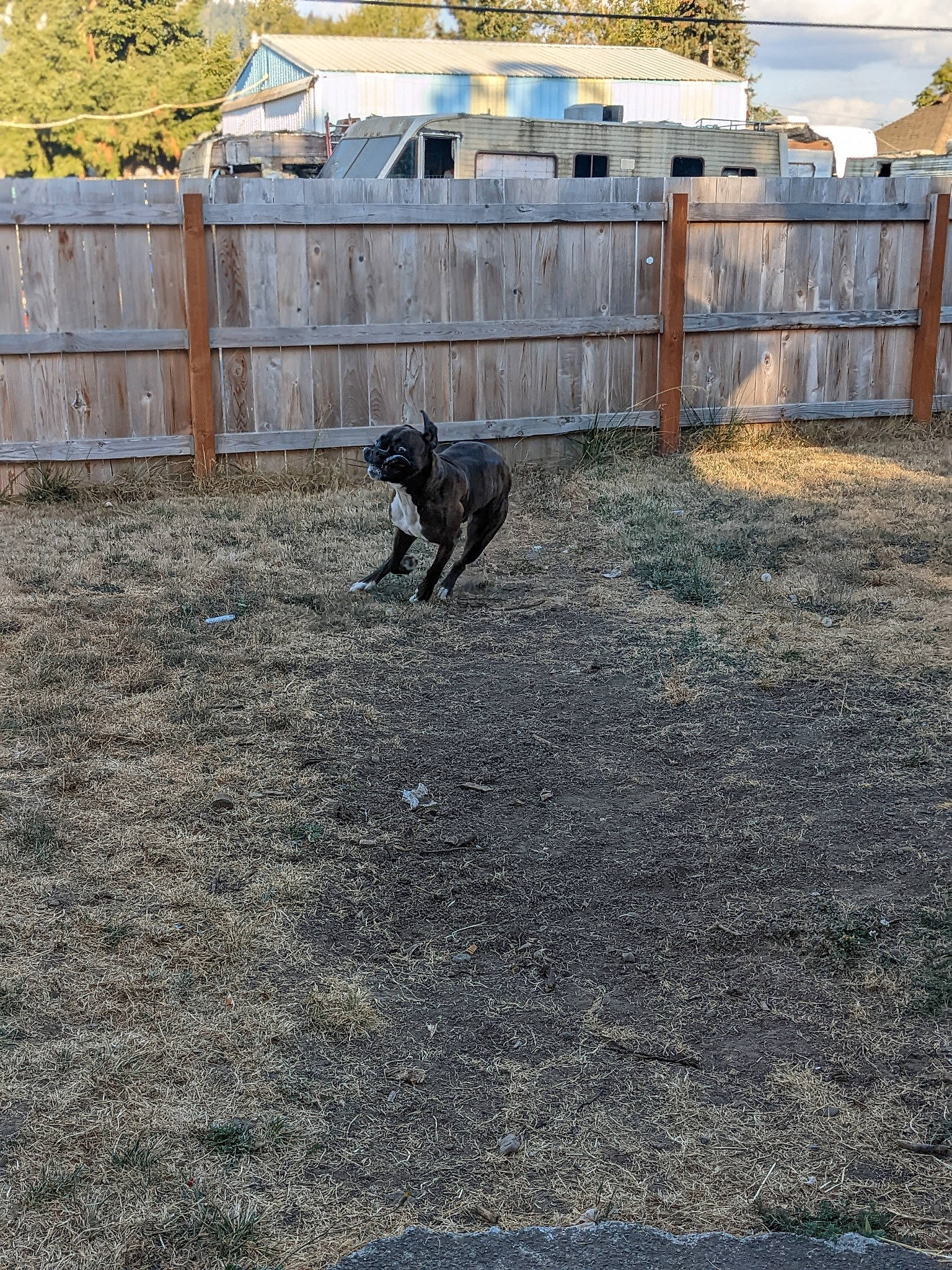 Odie joined the competition — help win amazing prizes! building, canidae, carnivore, dog, dog_breed, dog_sports, fence, grass, guard_dog, gun_dog, home_fencing, landscape, sky, snout, soil, sporting_group, tree, window, wood, working_animal