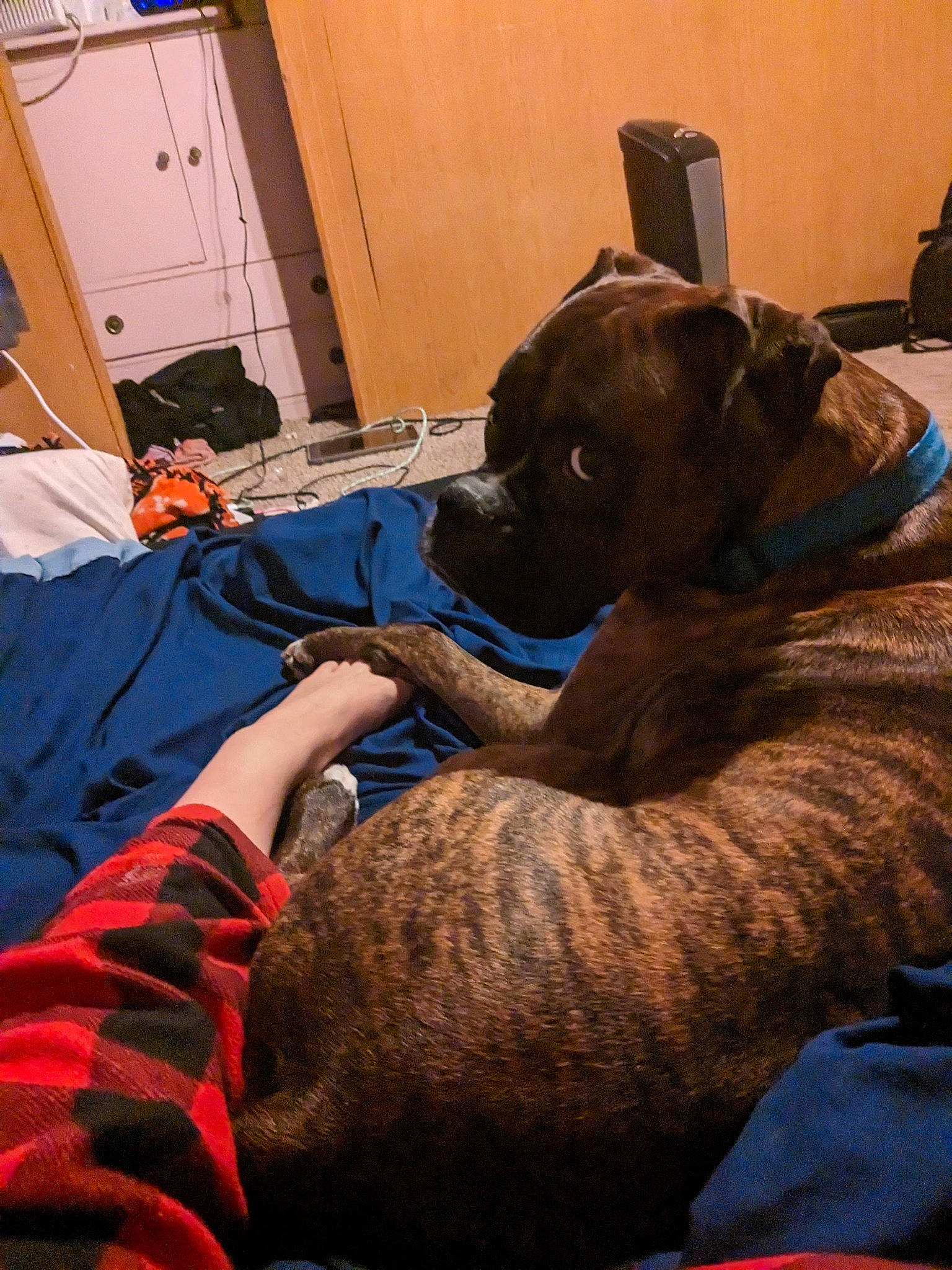 Odie joined the competition — help win amazing prizes! cabinetry, carnivore, chair, comfort, companion_dog, couch, dog, dog_breed, door, fawn, fur, guard_dog, liver, non_sporting_group, room, sitting, sporting_group, tail, whiskers, working_animal