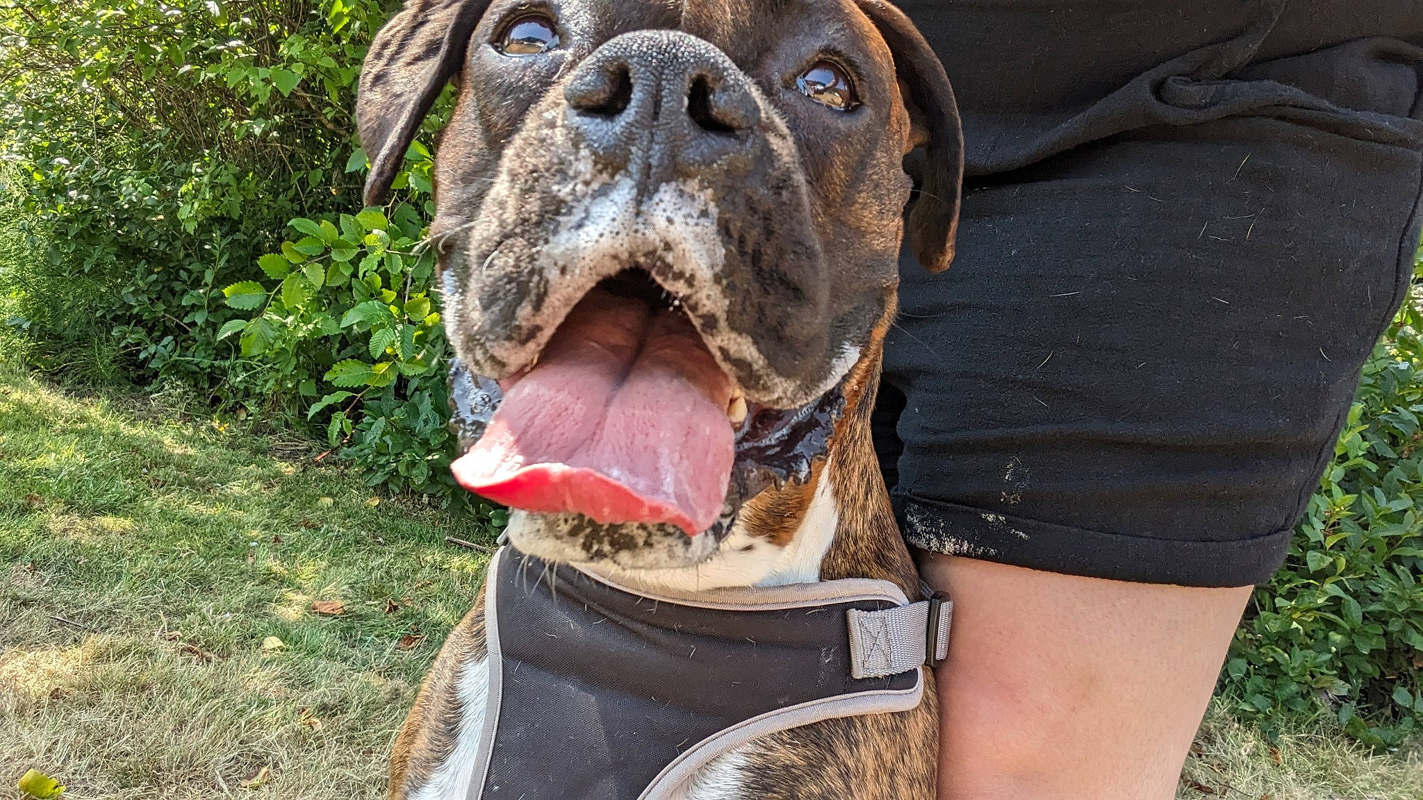 Odie joined the competition — help win amazing prizes! beard, biting, bulldog, canidae, carnivore, companion_dog, dog, dog_breed, dog_supply, fang, fawn, grass, molosser, plant, snout, sporting_group, terrestrial_animal, working_animal, working_dog, wrinkle