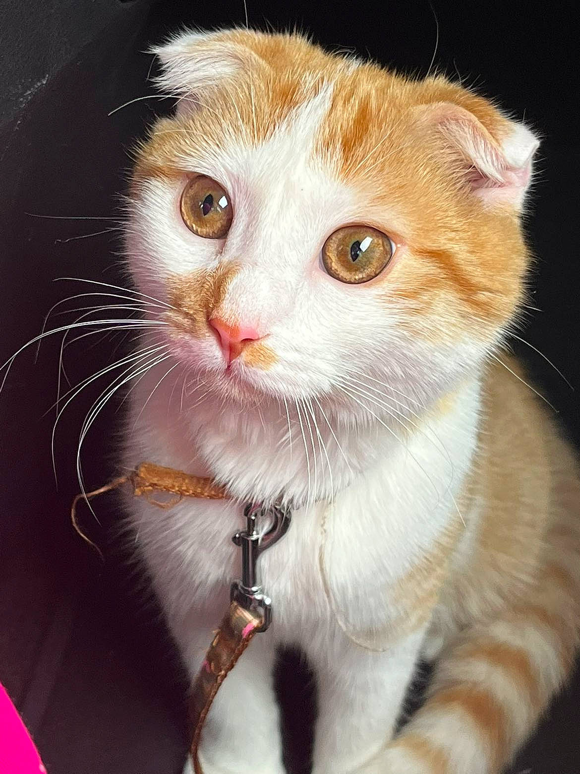 Nala